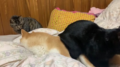 同居猫の空くんも来ました