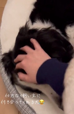 ワンコを撫でる投稿主さん