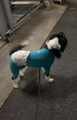 友達の飼い主を見つけた中型犬