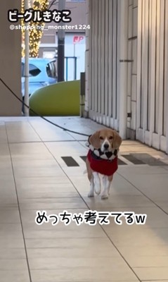 ママが現れた時のきなこちゃん4