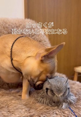 はっさくくんをつつくおとちゃん