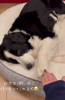 前足を乗せるワンコ