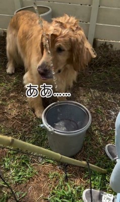 流しそうめんをする大型犬3頭⑩