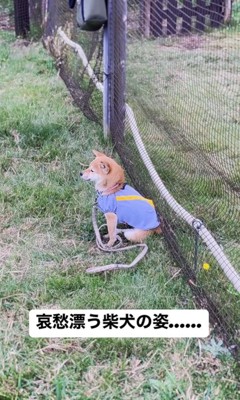 犬見知りする杏ちゃん5