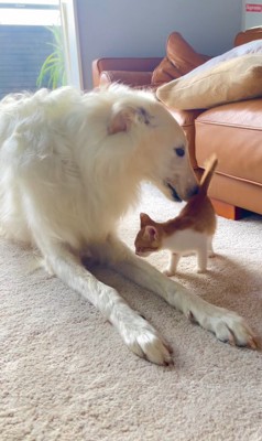 お互いの匂いをクンクン…