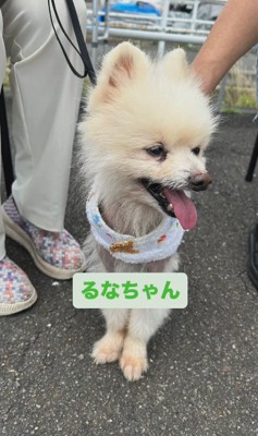 ルナちゃんの変化2