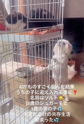 正式な家族として迎え入れた