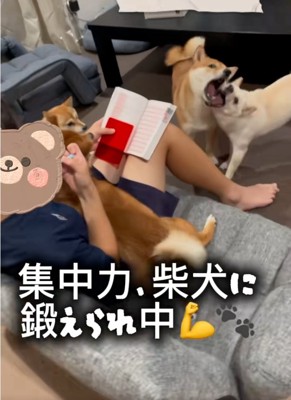 応援団のわんこたち