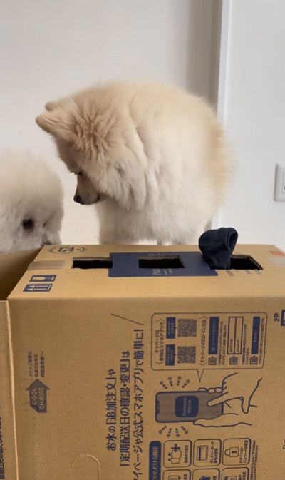 靴下に戸惑う犬