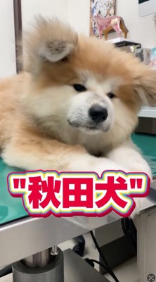 診察台に座る子犬