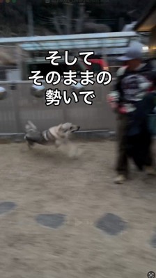 男性の傍に駆け寄るチェコスロバキアン・ウルフドッグ