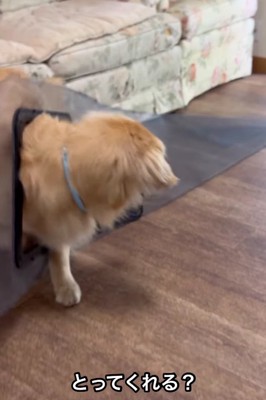 犬用ドアを引っかけた大型犬の後ろ姿