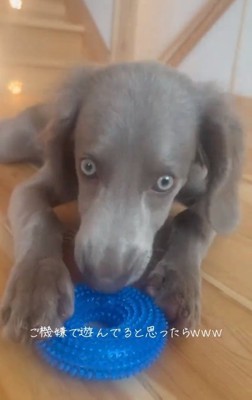 ホッとしたレアちゃん