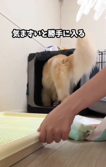 「ごめんなさい」