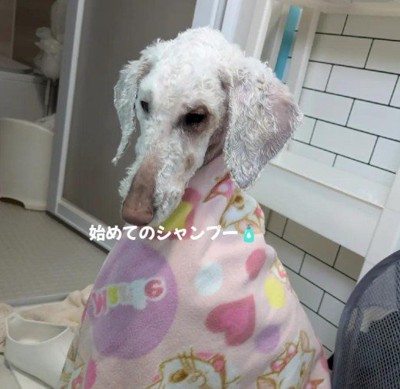 シャンプーでスッキリ