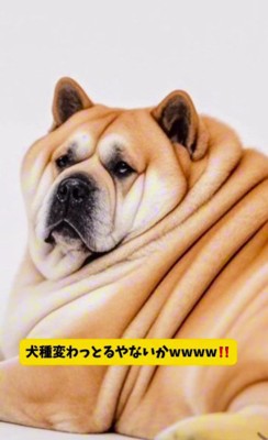 別犬種になっちゃった!!