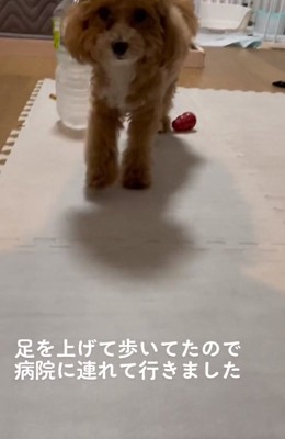 足をあげて歩くマルくん1