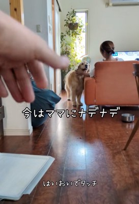 ママに撫でてもらう大型犬