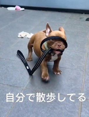 子犬の破壊力、恐るべし…！