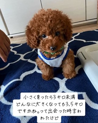 お座りするまつくん