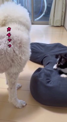 後ろをふり返る白い犬と猫