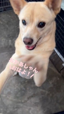 女性に飛びつくクリーム色の犬