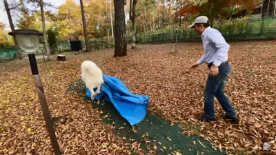 アランくんを追いかけるお父さん