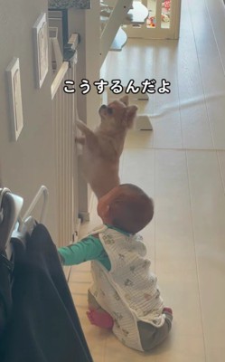 ベビーゲートをカリカリ