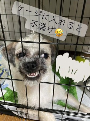 不満をアピール