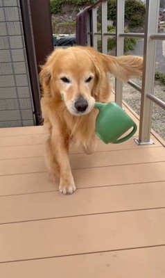 お手伝いをするホット君5