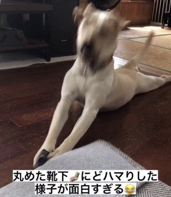 靴下を押さえてのけぞる犬