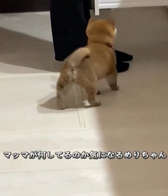 子犬の後ろ姿