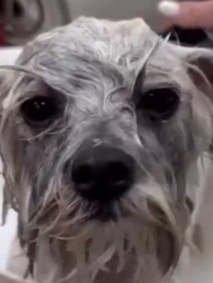 グレー色のぽんずくん