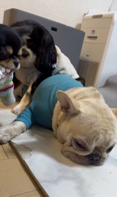 みるくちゃん、ずっと無抵抗