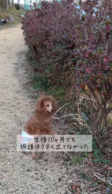 坂道でころんじゃう