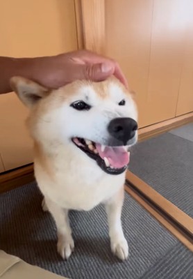 頭を撫でられる柴犬