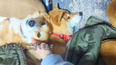 枕を奪われたスティーブくん3