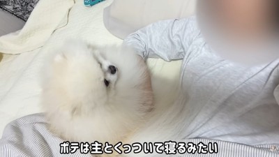 寝る時も飼い主さんにぴとっ♡