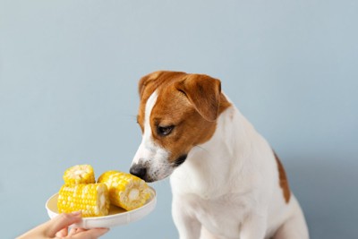 トウモロコシの匂いを嗅ぐ犬