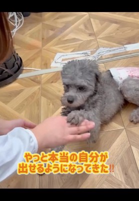 手に前足を乗せるレモンちゃん