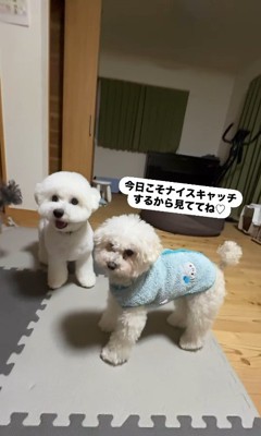 ぽん太くん＆るなちゃんのハプニング