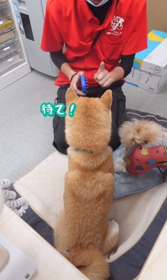 ブラッシング中のフクちゃん