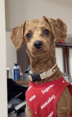 これはこれで…とても良い