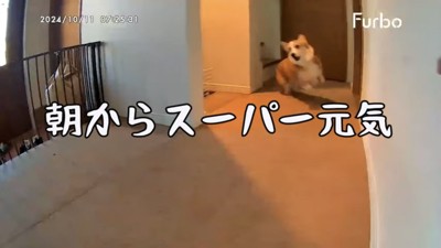 走る犬