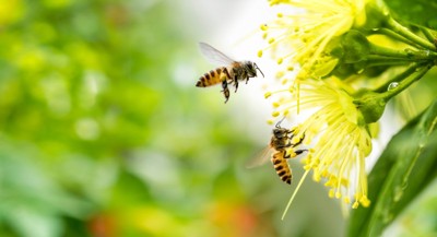 はち