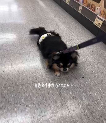 座り込む犬