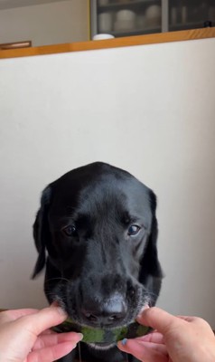 スイカを食べるポールくん8