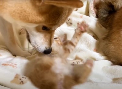 子猫を嗅ぐ犬4:07