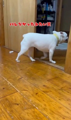 壁と同化したらコロちゃんは気づく？5