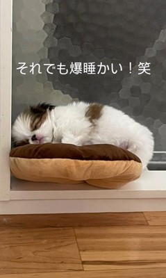 赤ちゃん犬が行方不明7